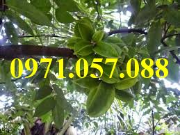 GIỐNG CÂY KHẾ NGỌT
